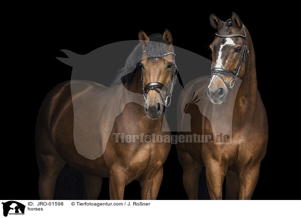 Pferde / horses / JRO-01598