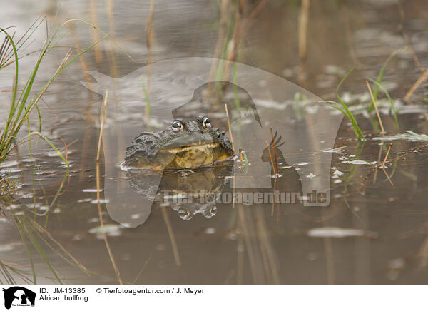 Afrikanischer Ochsenfrosch / African bullfrog / JM-13385