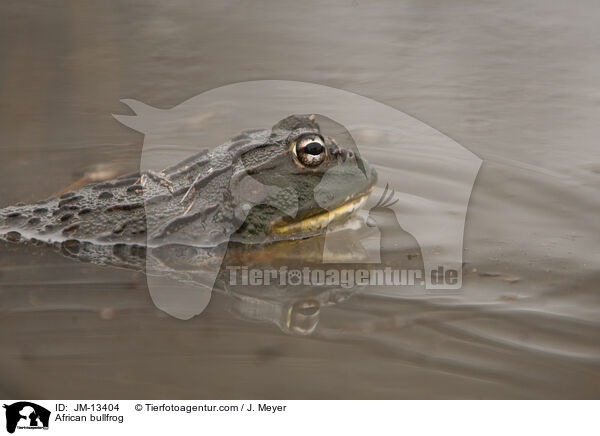 Afrikanischer Ochsenfrosch / African bullfrog / JM-13404