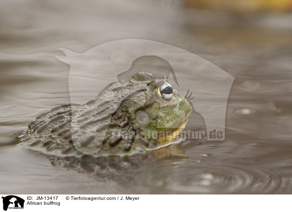 Afrikanischer Ochsenfrosch / African bullfrog / JM-13417