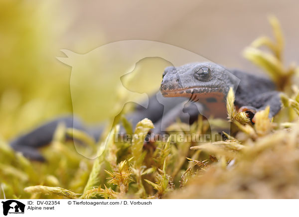 Alpine newt / DV-02354