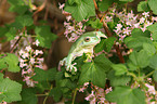 Australian green tree frog