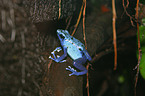 blue poison dart frog