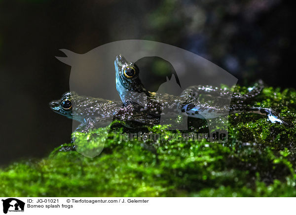 Kleine Winkerfrsche / Borneo splash frogs / JG-01021
