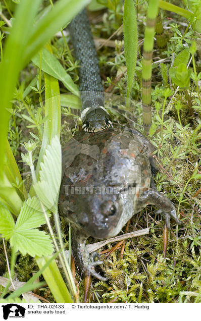 Schlange frisst Knoblauchkrte / snake eats toad / THA-02433