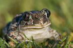 European common spadefoot