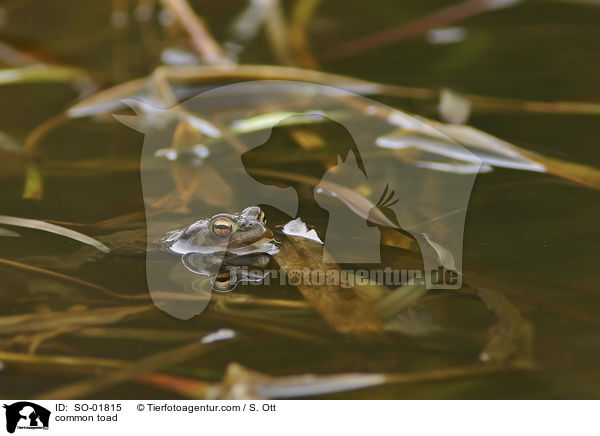 common toad / SO-01815