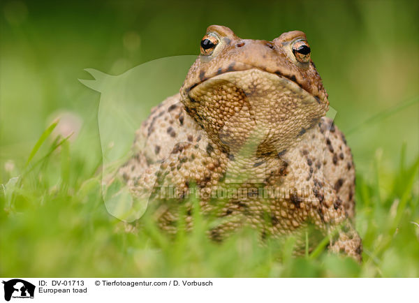 Erdkrte / European toad / DV-01713