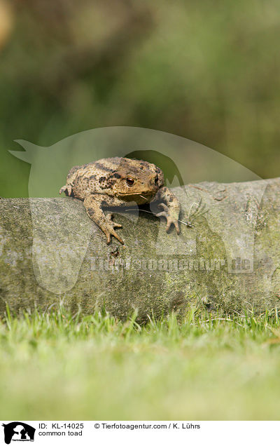 common toad / KL-14025