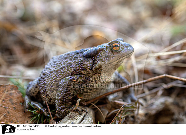 Erdkrte / common toad / MBS-23431