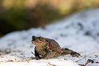 common toad