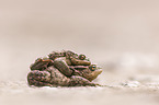 common toads