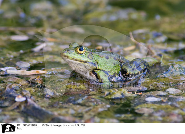 Wasserfrosch / frog / SO-01882