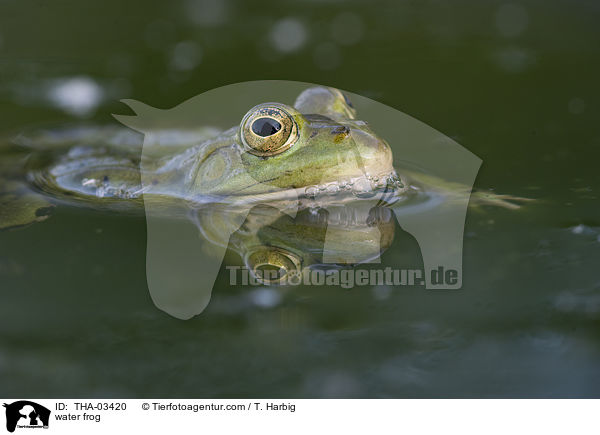Wasserfrosch / water frog / THA-03420