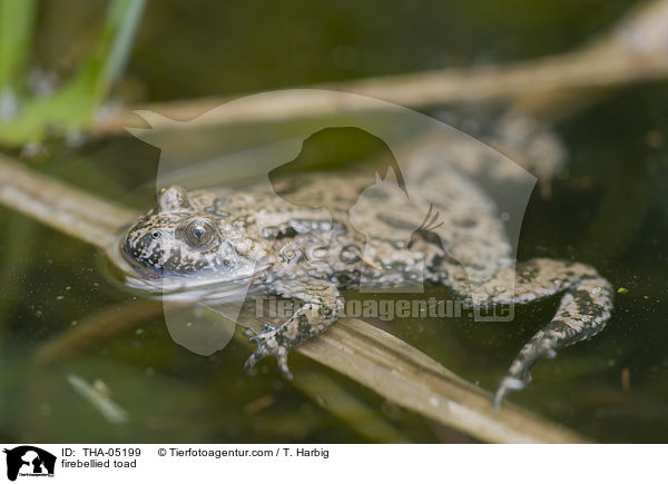 firebellied toad / THA-05199