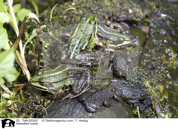 Rotbauchunken / firebellied toads / THA-05200