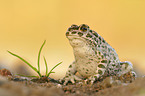 green toad