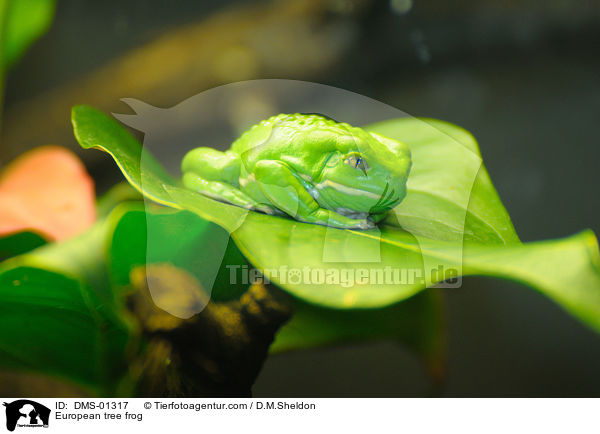 Europischer Laubfrosch / European tree frog / DMS-01317