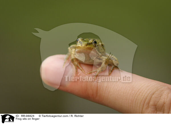 Frosch sitzt auf Finger / Frog sits on finger / RR-98824