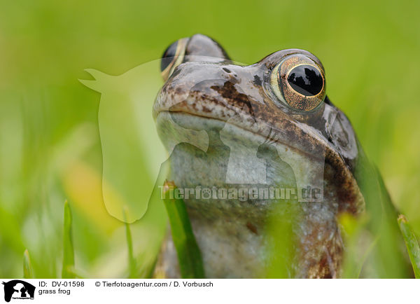 Grasfrosch / grass frog / DV-01598