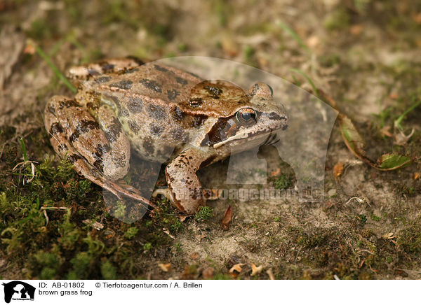 Grasfrosch / brown grass frog / AB-01802