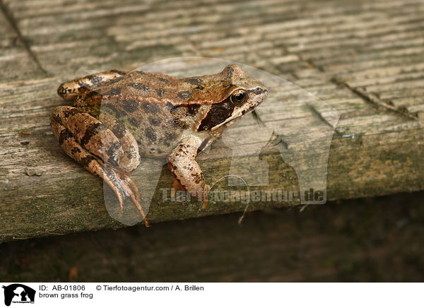 brown grass frog / AB-01806