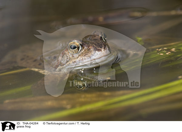 grass frog / THA-04264