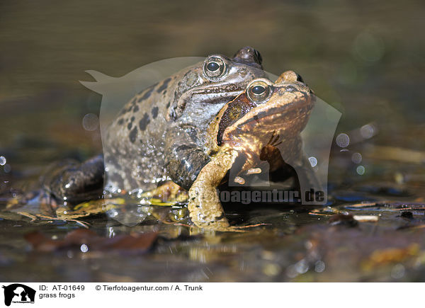 grass frogs / AT-01649