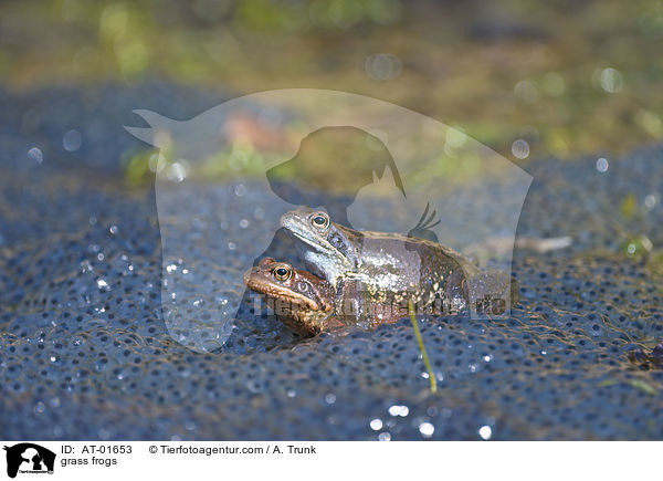 grass frogs / AT-01653
