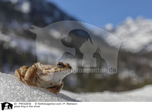 Grasfrosch im Schnee / grass frog in the snow / PW-02838