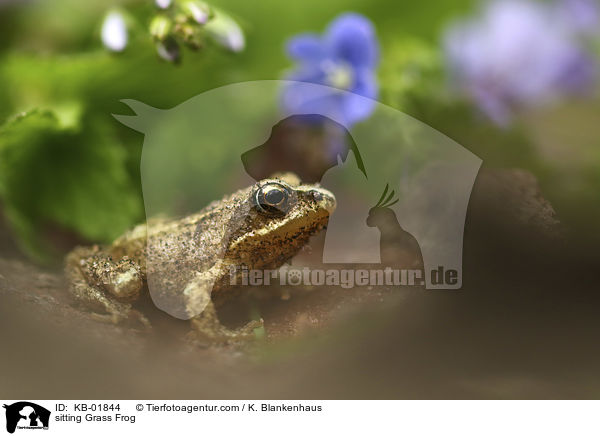 sitzender Grasfrosch / sitting Grass Frog / KB-01844