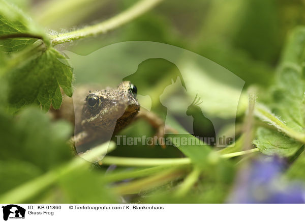 Grasfrosch / Grass Frog / KB-01860