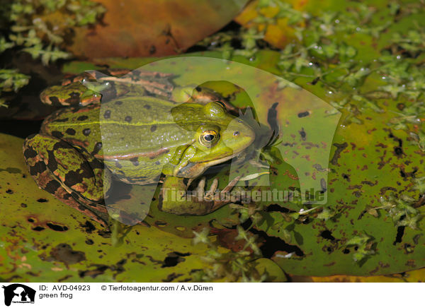 Teichfrosch / green frog / AVD-04923