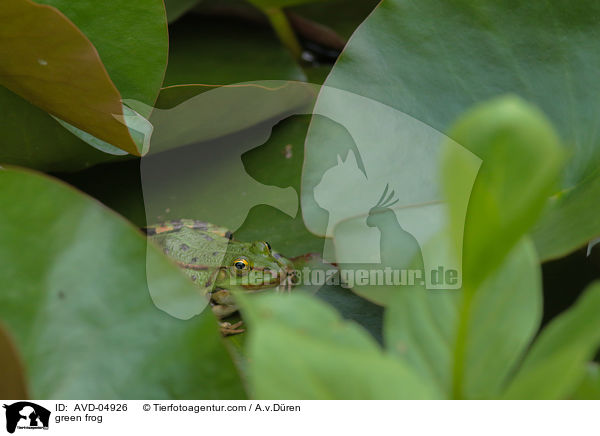 Teichfrosch / green frog / AVD-04926