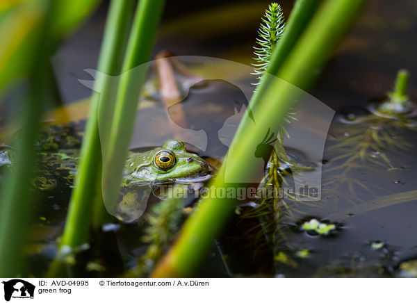 Teichfrosch / green frog / AVD-04995