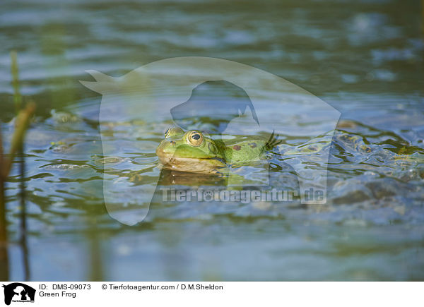 Teichfrosch / Green Frog / DMS-09073