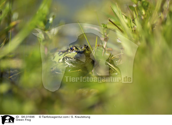 Teichfrosch / Green Frog / SK-01696