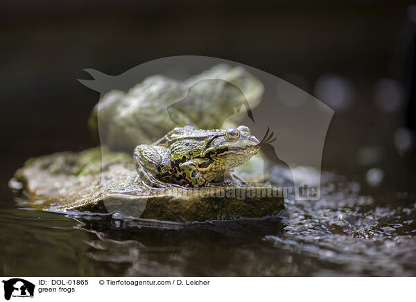 Teichfrsche / green frogs / DOL-01865