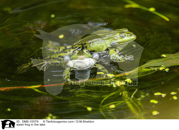 Teichfrosch im See / water frog in the lake / DMS-10579