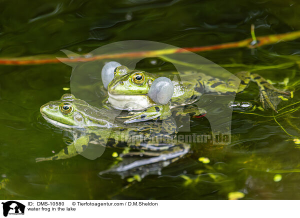 Teichfrosch im See / water frog in the lake / DMS-10580