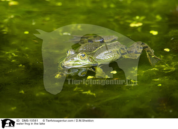 Teichfrosch im See / water frog in the lake / DMS-10581