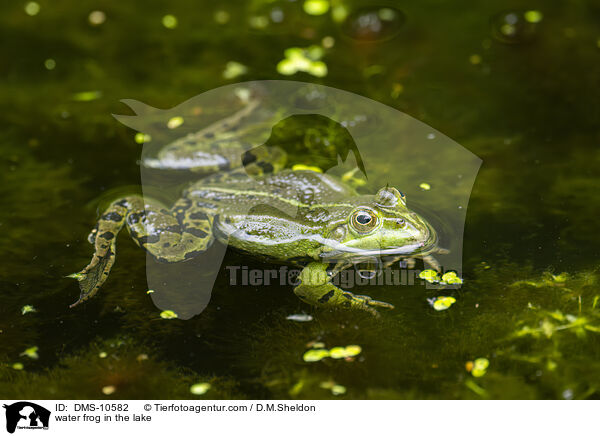 Teichfrosch im See / water frog in the lake / DMS-10582