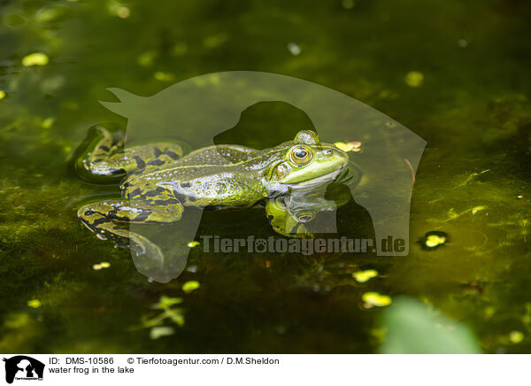 Teichfrosch im See / water frog in the lake / DMS-10586