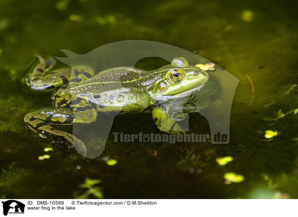 Teichfrosch im See / water frog in the lake / DMS-10589