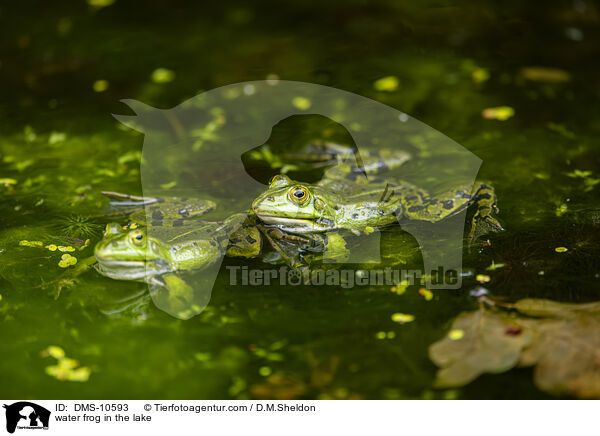 Teichfrosch im See / water frog in the lake / DMS-10593