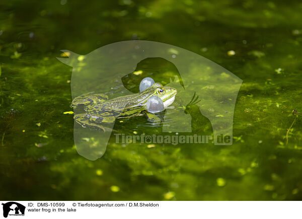 Teichfrosch im See / water frog in the lake / DMS-10599