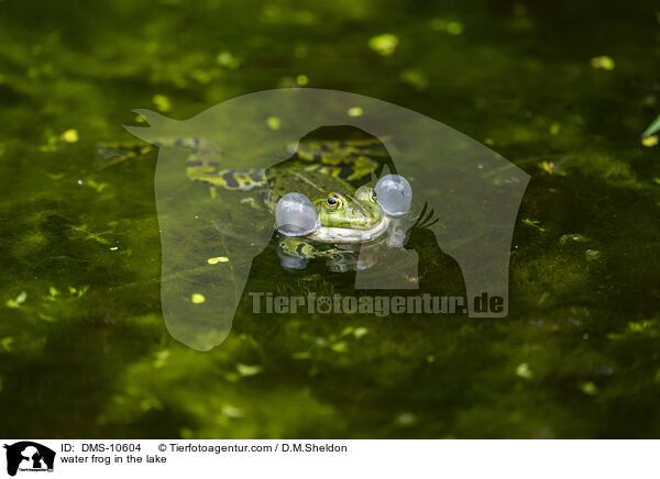 Teichfrosch im See / water frog in the lake / DMS-10604