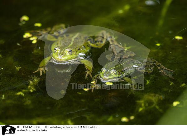 Teichfrosch im See / water frog in the lake / DMS-10606