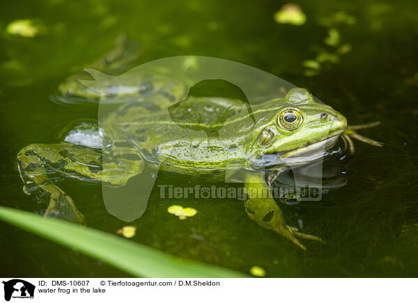 Teichfrosch im See / water frog in the lake / DMS-10607