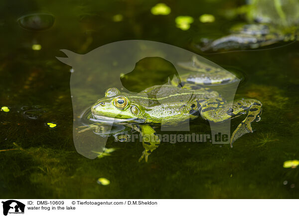 Teichfrosch im See / water frog in the lake / DMS-10609